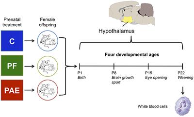 Prenatal Alcohol Exposure: Profiling Developmental DNA Methylation Patterns in Central and Peripheral Tissues